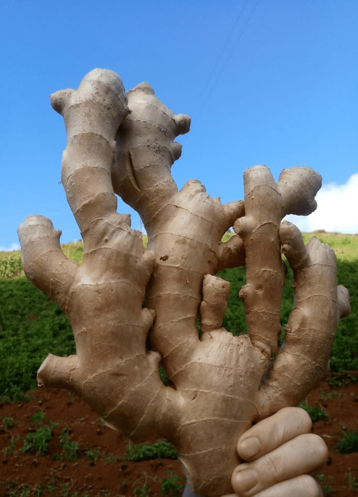 gengibre coopginger (3)
